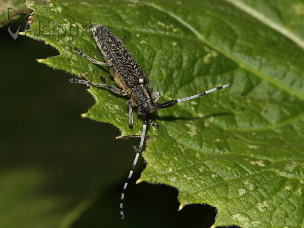 Agapanthia villosoviridescens