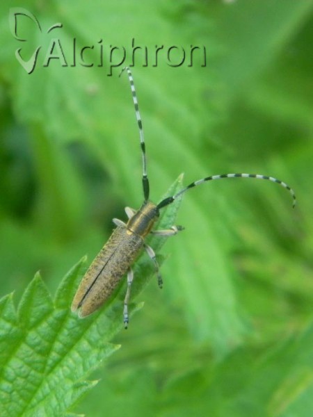 Agapanthia villosoviridescens