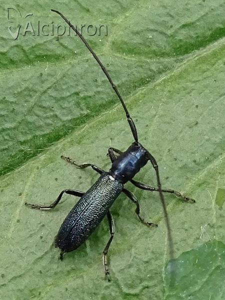 Agapanthiola leucaspis