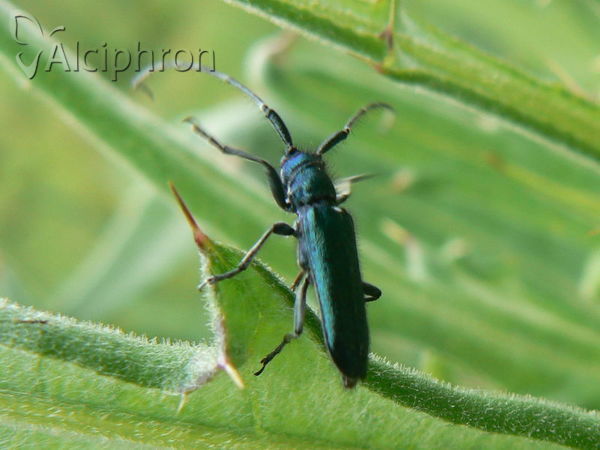 Agapanthiola leucaspis