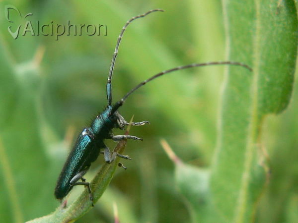 Agapanthiola leucaspis