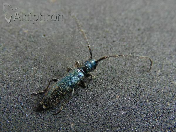 Agapanthiola leucaspis