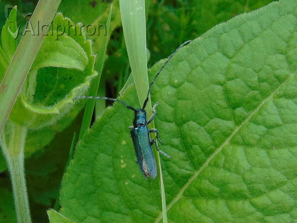 Agapanthiola leucaspis