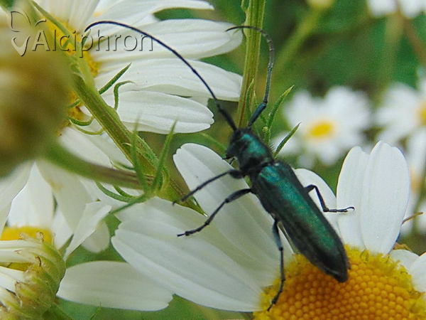 Agapanthiola leucaspis