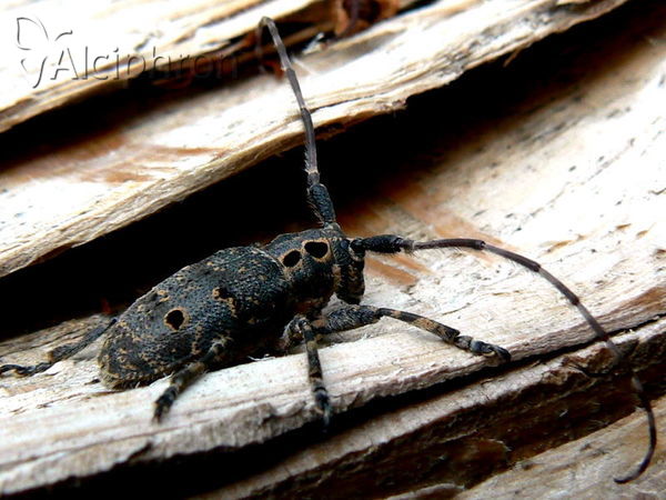 Mesosa curculionoides