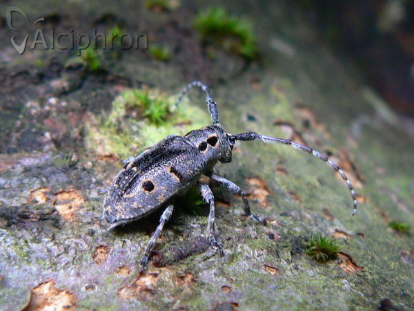 Mesosa curculionoides