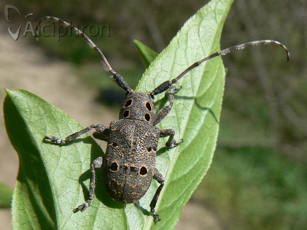 Mesosa curculionoides