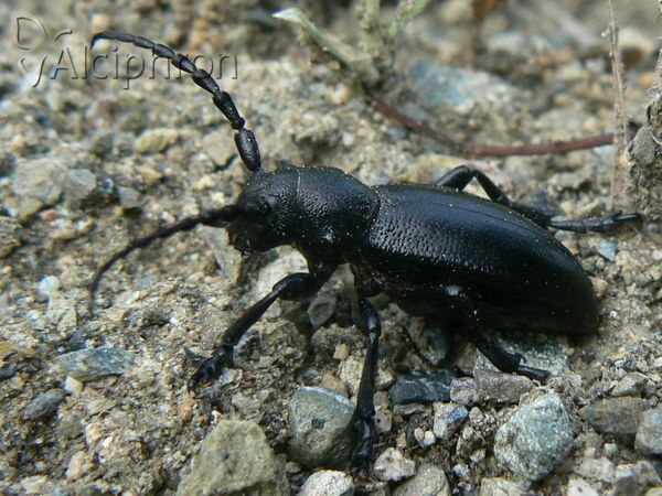 Dorcadion aethiops