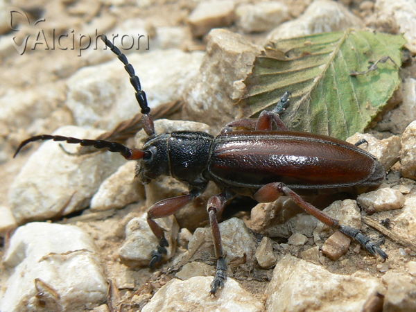 Dorcadion fulvum