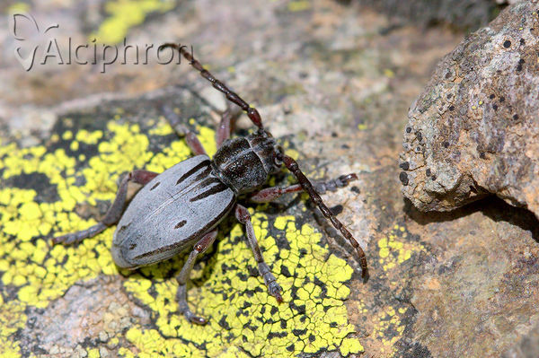 Dorcadion ljubetense