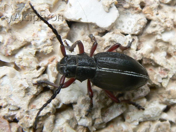 Dorcadion pedestre
