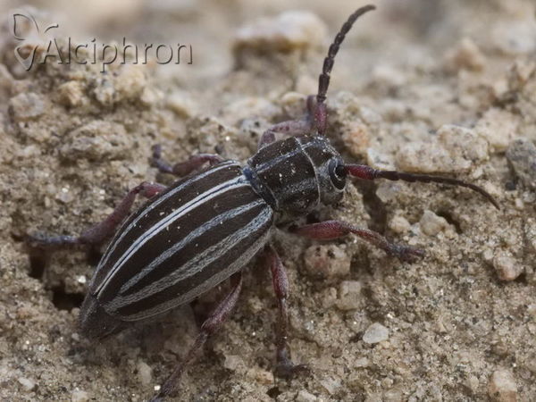 Dorcadion lineatocolle
