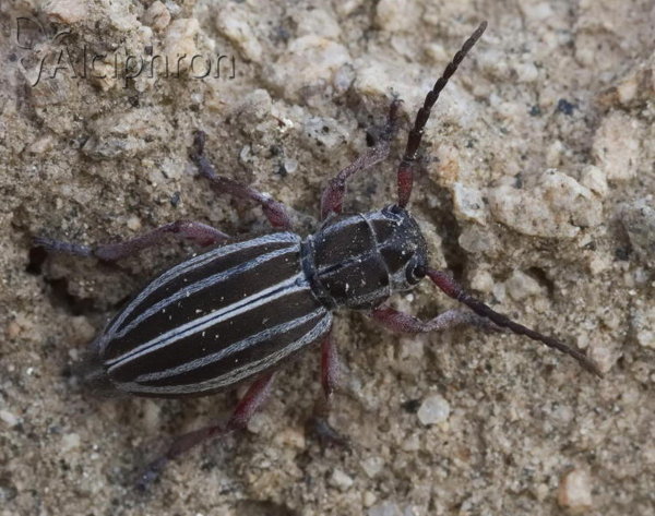 Dorcadion lineatocolle