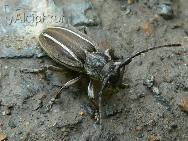 Neodorcadion bilineatum