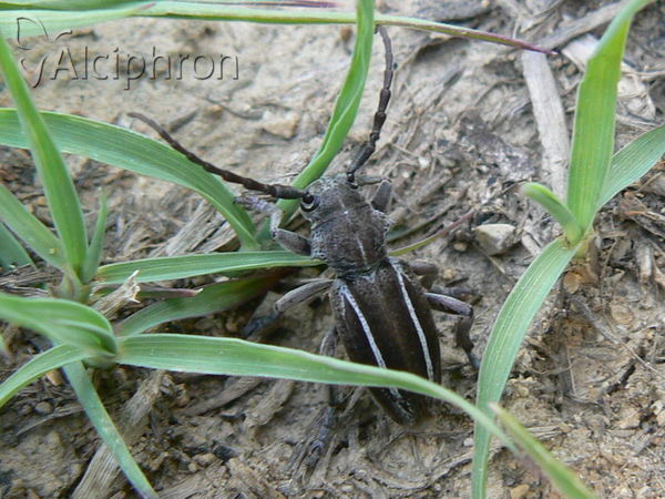 Neodorcadion bilineatum