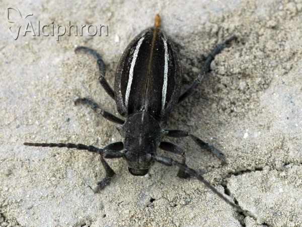 Neodorcadion bilineatum