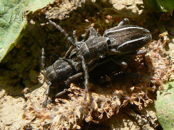 Neodorcadion bilineatum