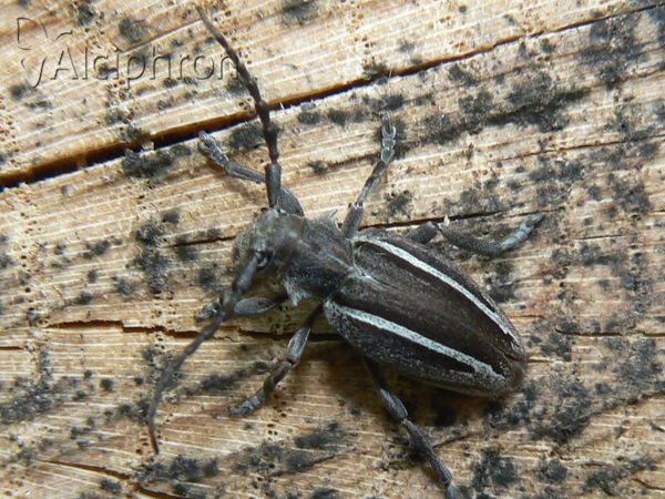 Neodorcadion bilineatum