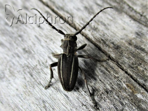 Neodorcadion bilineatum