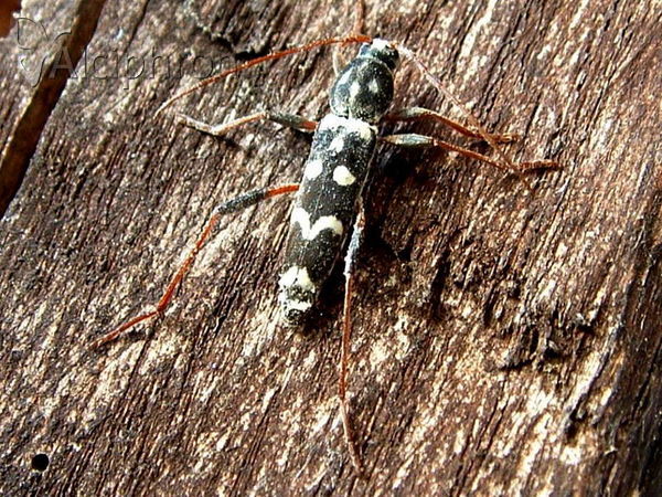 Isotomus speciosus