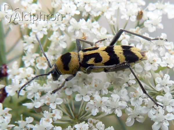 Chlorophorus varius