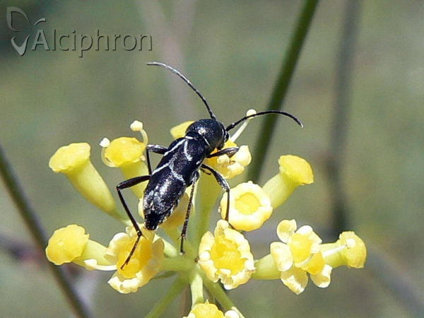 Chlorophorus sartor
