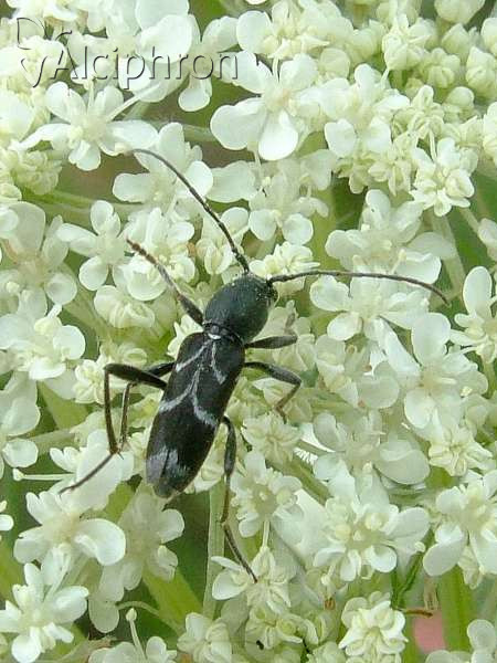 Chlorophorus sartor