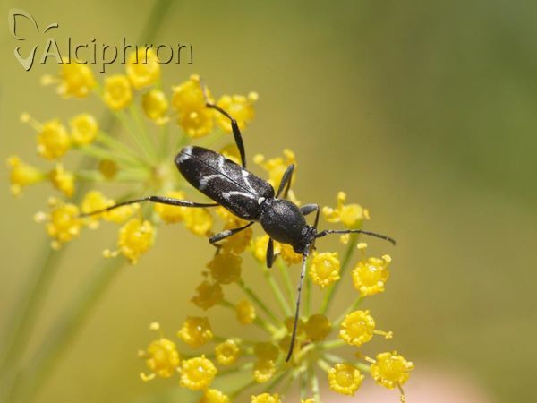 Chlorophorus sartor