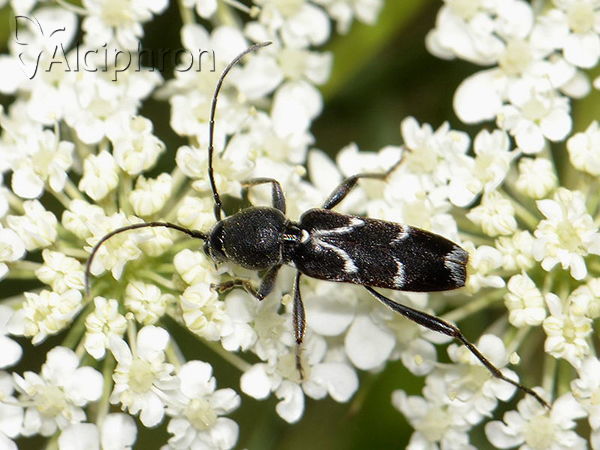 Chlorophorus sartor