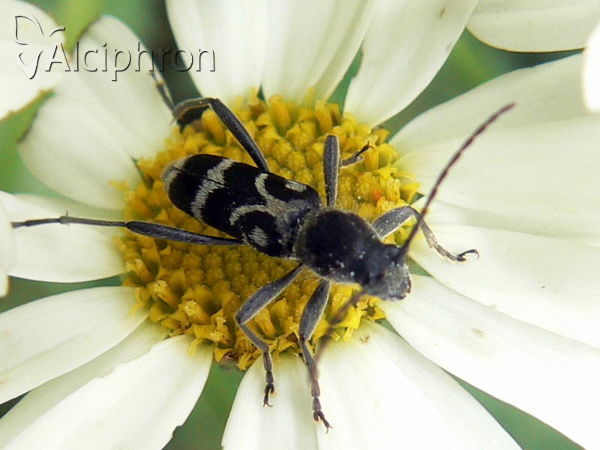 Chlorophorus figuratus