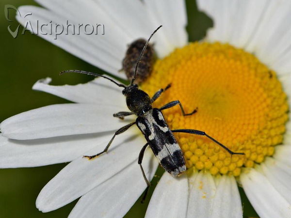 Chlorophorus figuratus