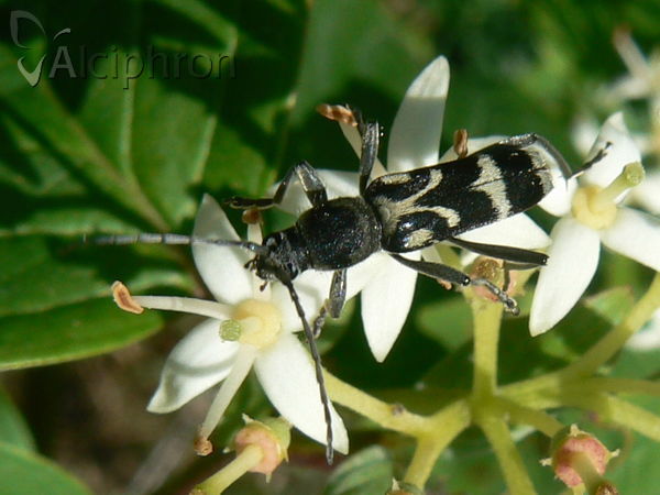 Chlorophorus figuratus