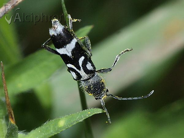 Chlorophorus figuratus