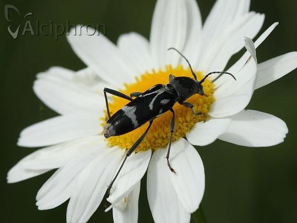 Chlorophorus figuratus