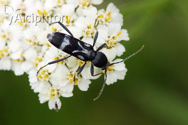 Chlorophorus figuratus