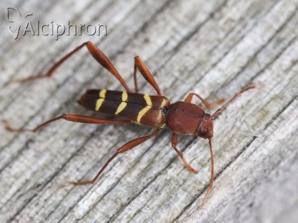 Neoclytus acuminatus