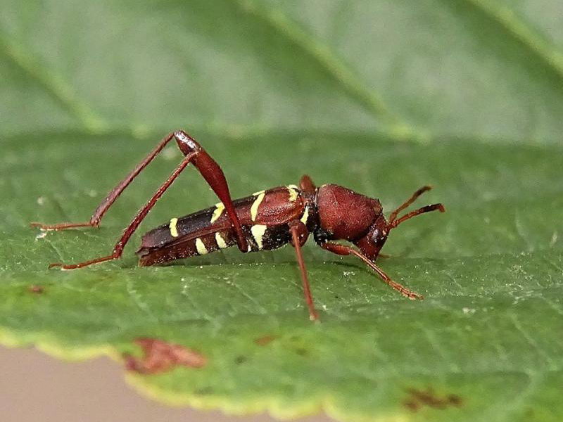 Neoclytus acuminatus