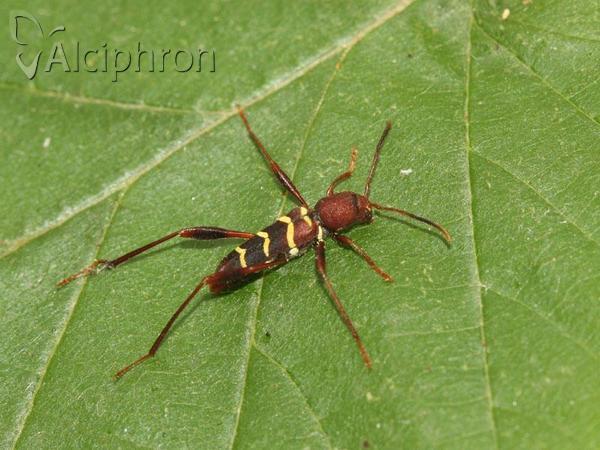 Neoclytus acuminatus