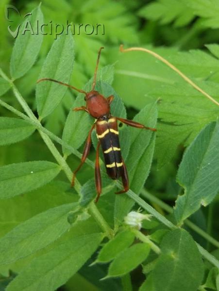 Neoclytus acuminatus