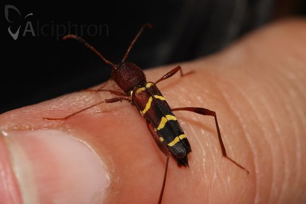 Neoclytus acuminatus