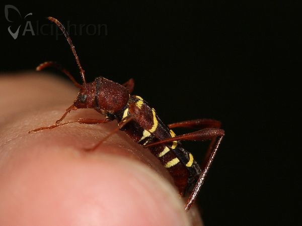 Neoclytus acuminatus