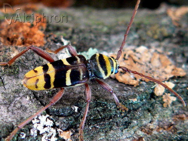 Plagionotus detritus