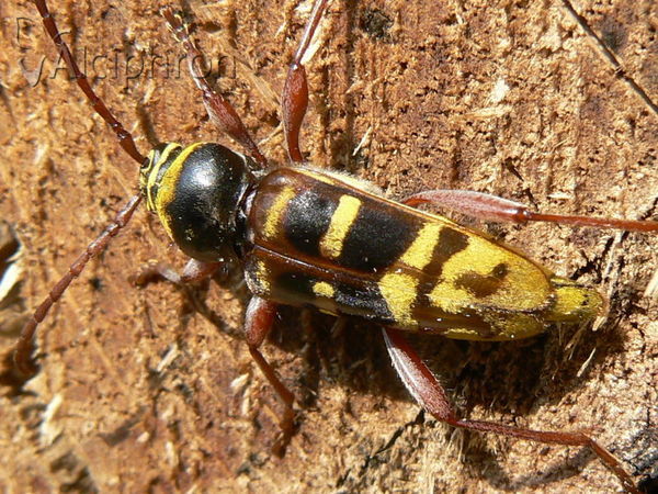 Plagionotus detritus