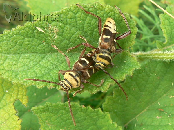 Plagionotus detritus