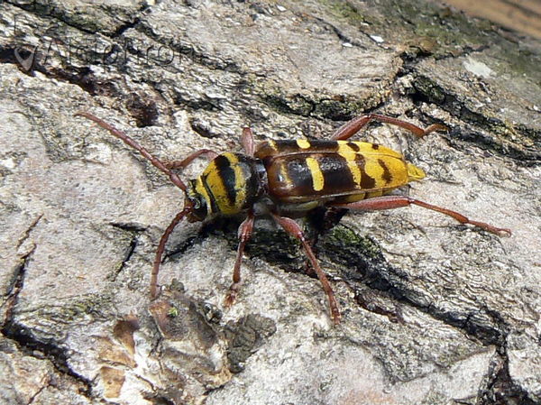 Plagionotus detritus