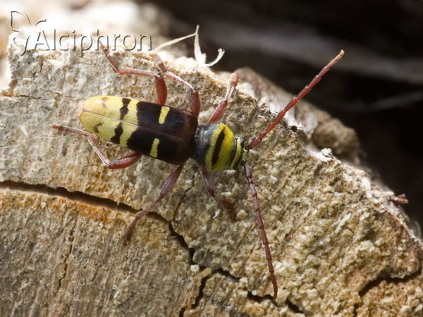 Plagionotus detritus