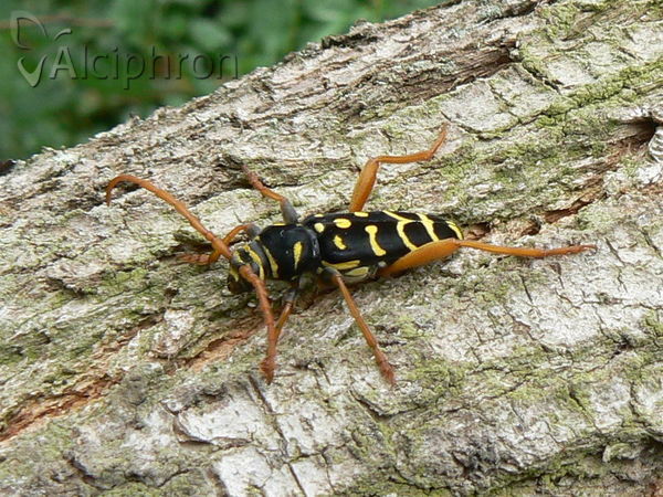 Plagionotus arcuatus