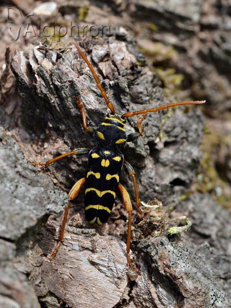 Plagionotus arcuatus