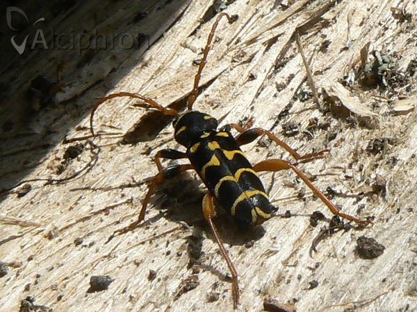 Plagionotus arcuatus