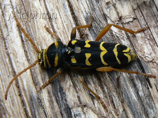 Plagionotus arcuatus